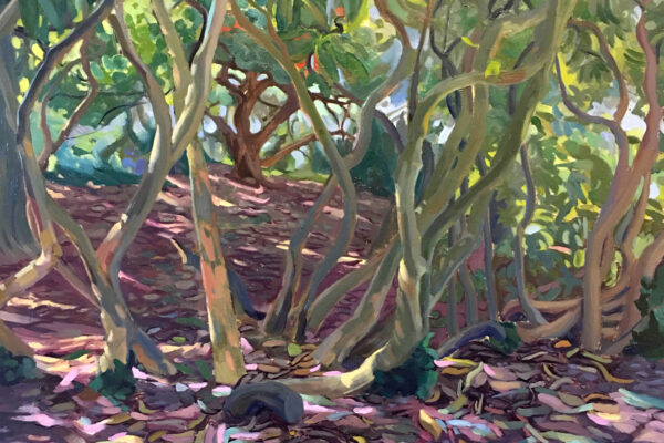 Light Through Rhododendrons