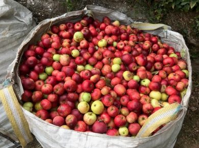 Celebrate Apple Day at Cockington Court
