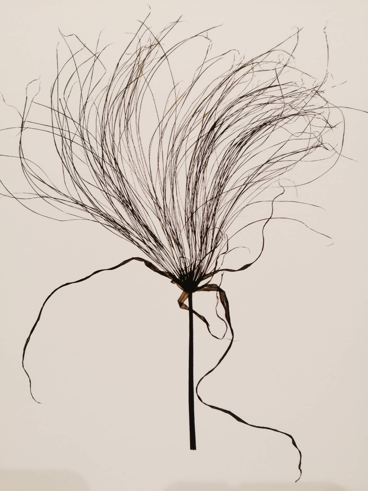 An Image Of Some Grass Like Flora On A Beige Background.